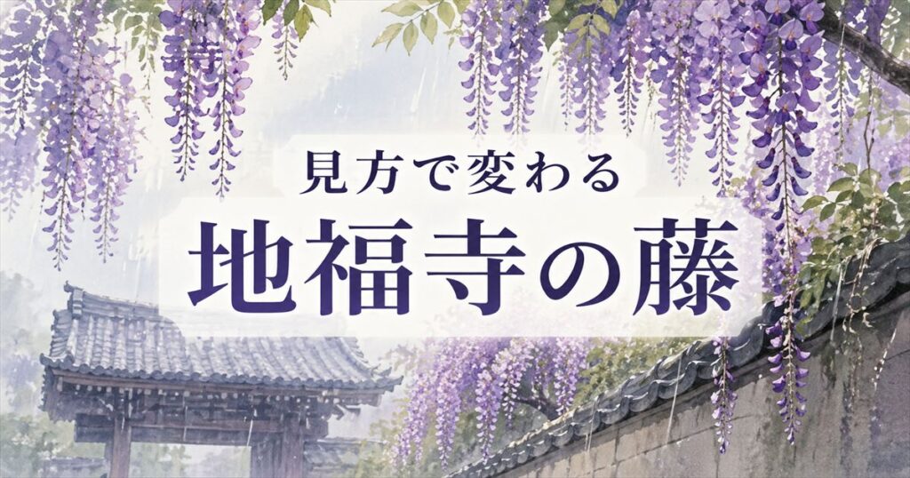 雨の日の地福寺で、藤の花と寺の屋根を背景に「見方で変わる 地福寺の藤」と書かれたブログ用アイキャッチ