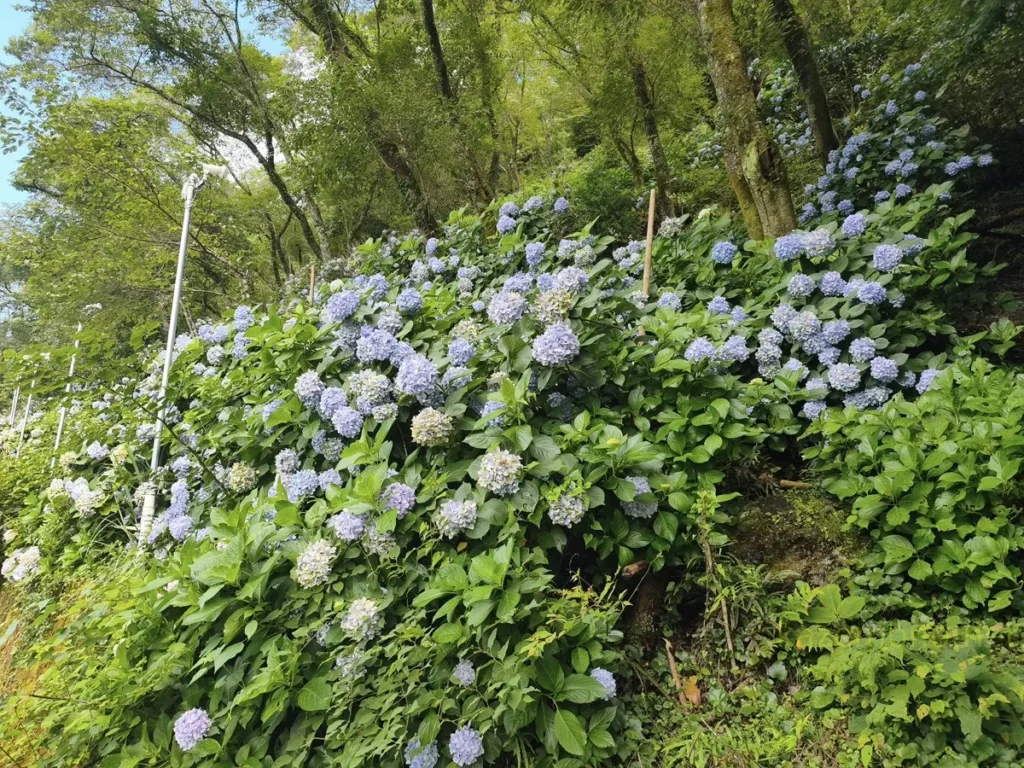 川口ダムの川向こうの斜面に咲く青や白のあじさい