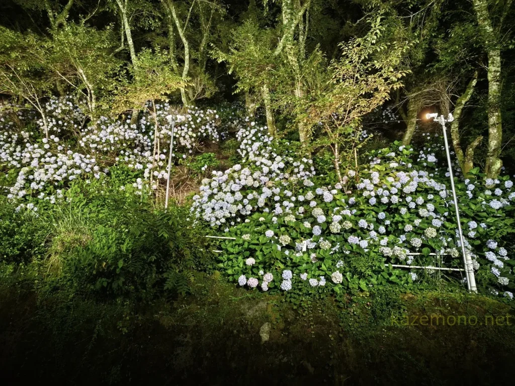 夜の照明に照らされた川口ダム対岸のあじさい