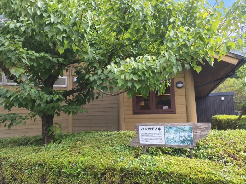 那賀町山のおもちゃ美術館側にあるハンカチノキと案内板
