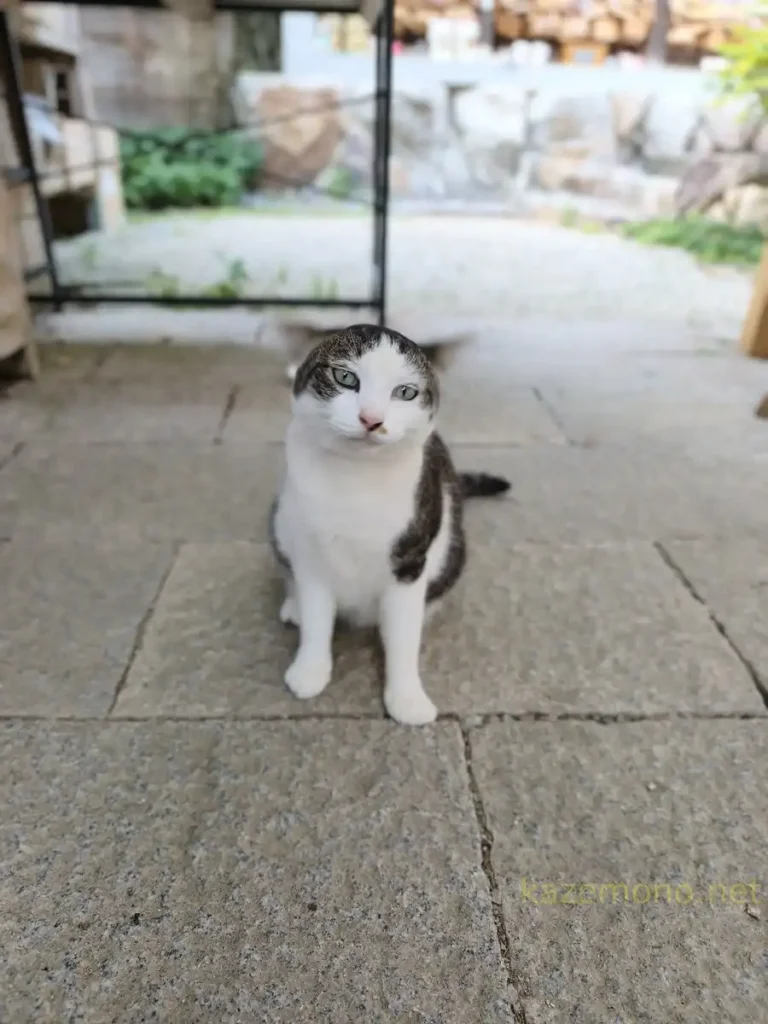 お松大権現の社務所前に座る看板猫ふくちゃん