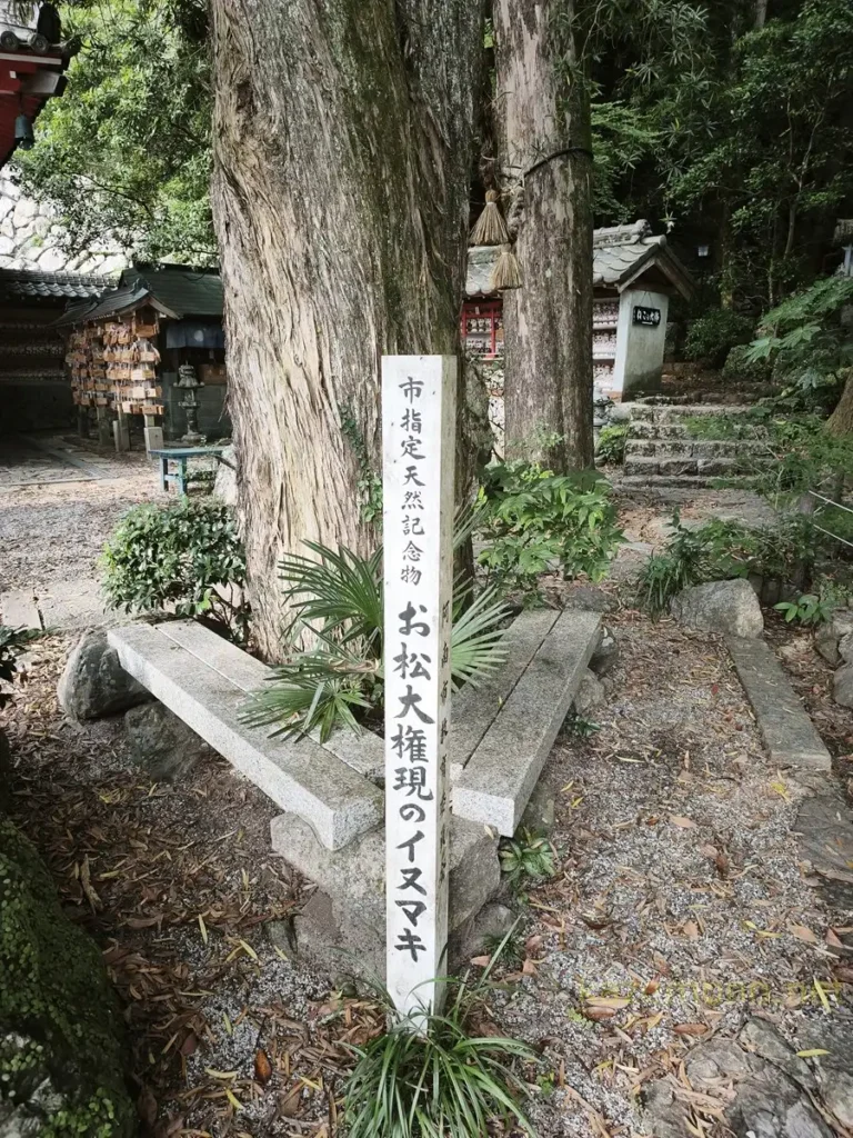 お松大権現のイヌマキ